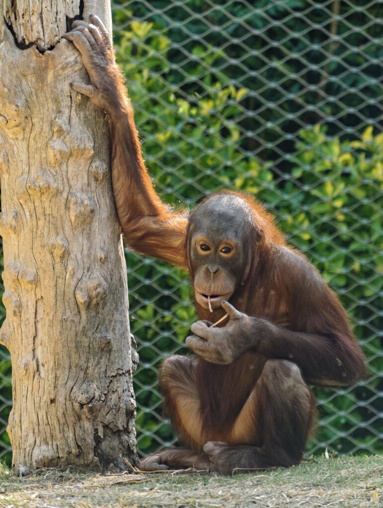 Orangután sentado contra o tronco dunha árbore diante dunha malla, comendo
