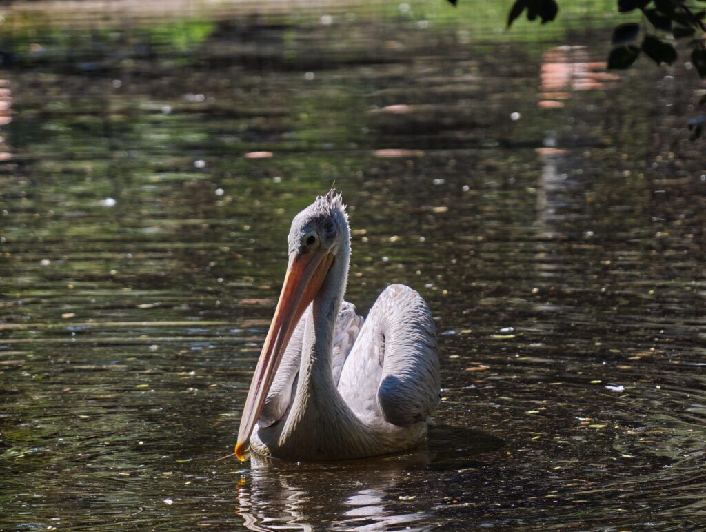 Pelicano flotando sobre auga verde escura co longo peteiro apoiado no peito