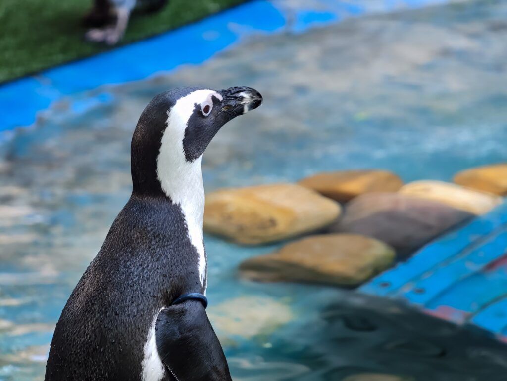 Pingüín africano de perfil sobre auga azul e pedras claras