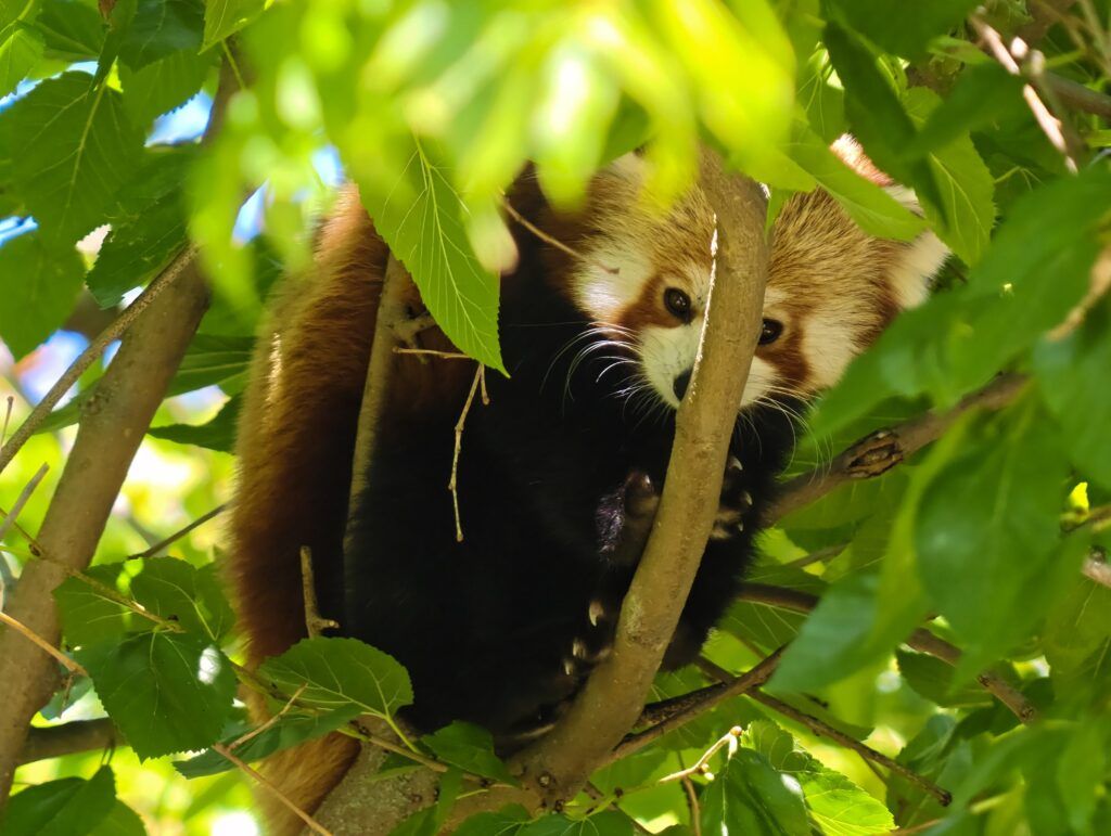 Panda vermello descansando nunha árbore, medio agochado tras follas dun verde intenso