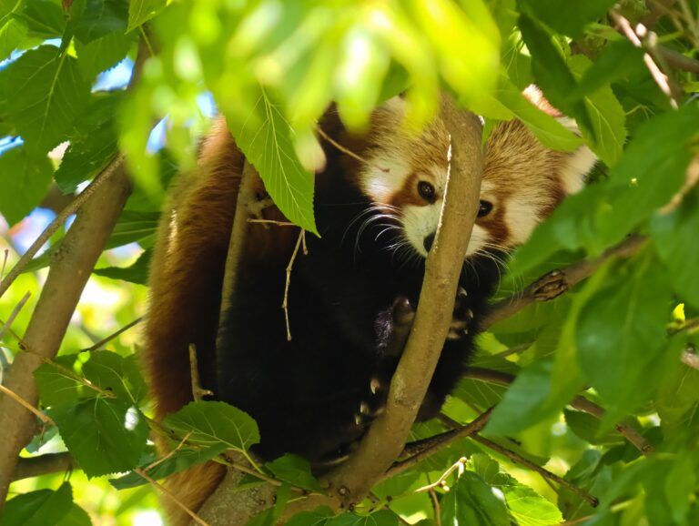 Red panda resting in a tree, half hidden behind bright green leaves