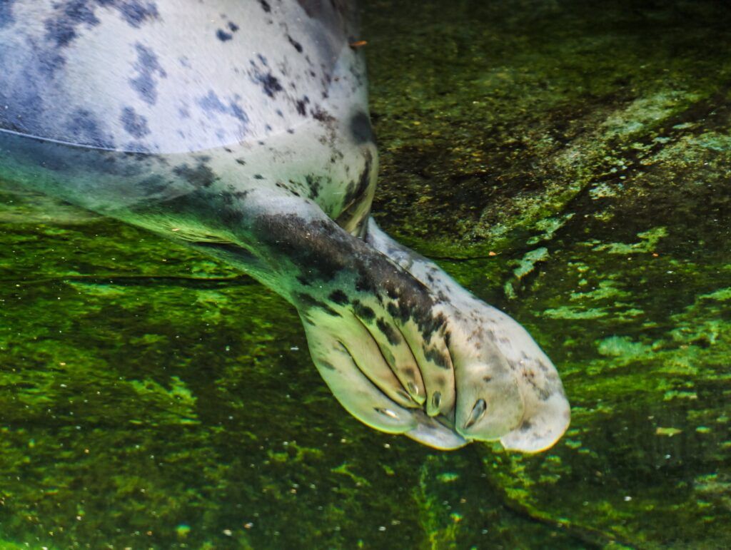 Foca moteada esvarando baixo a auga xunto a algas verdes, coa aleta dianteira aberta
