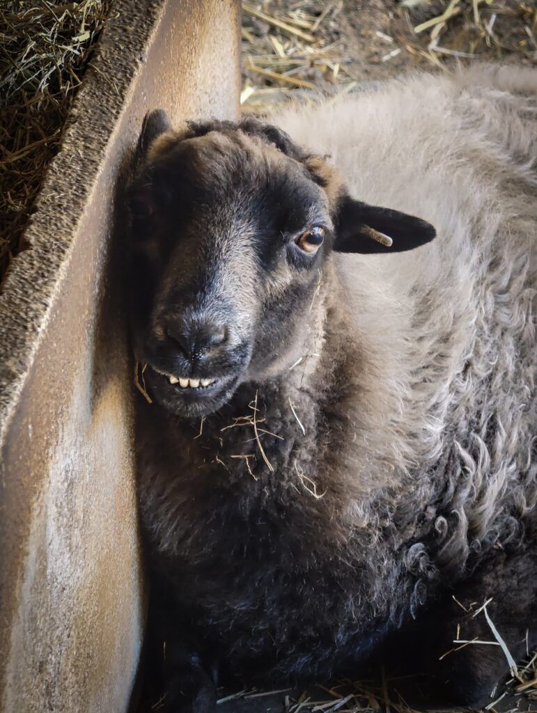 Ovella de cara negra deitada na palla, amosando os dentes coma se sorrise