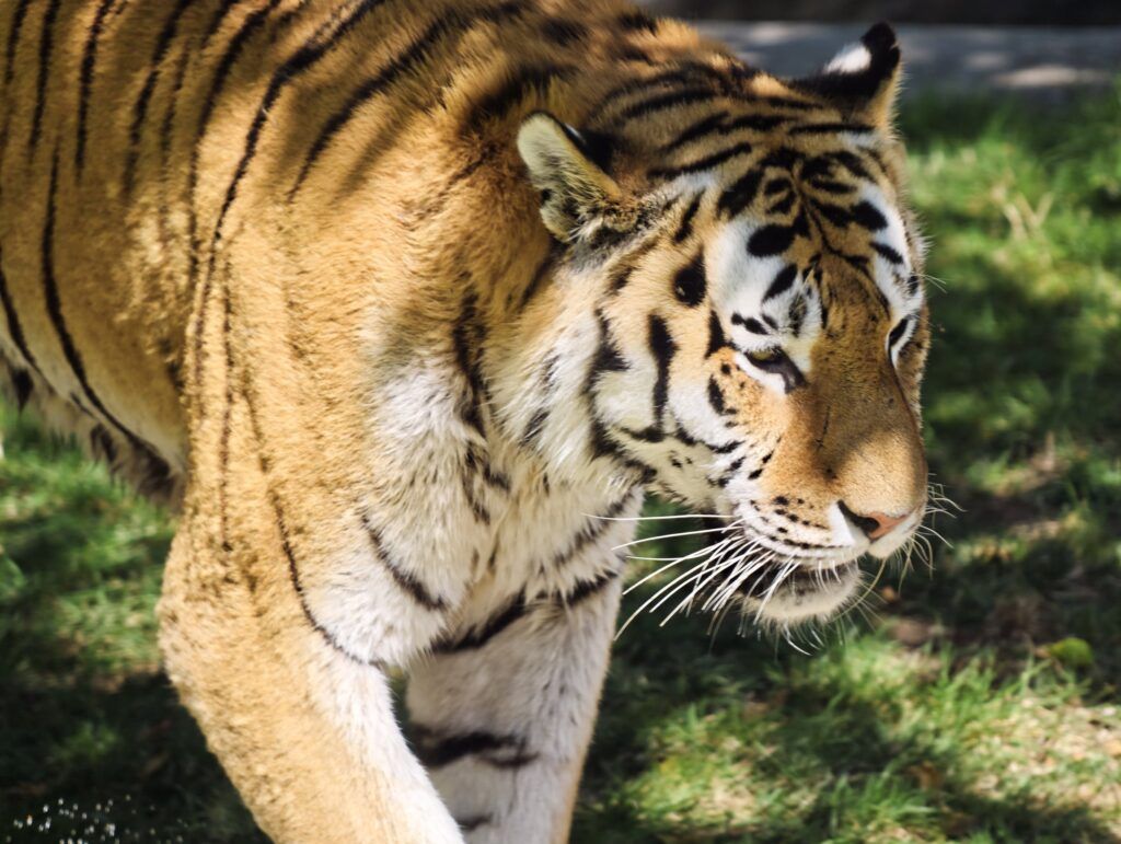 Tigre camiñando de fronte cara á cámara sobre a herba, coa cabeza baixa