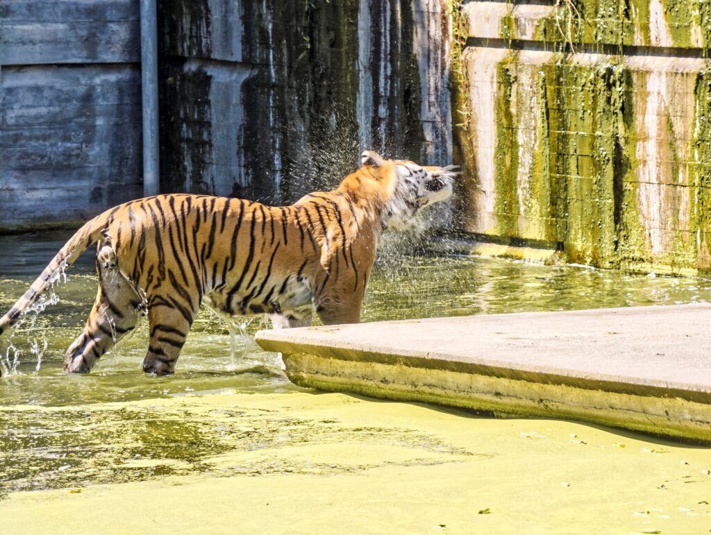 Tigre de pé nun estanque verde sacudindo a auga da cabeza, con pingas voando arredor