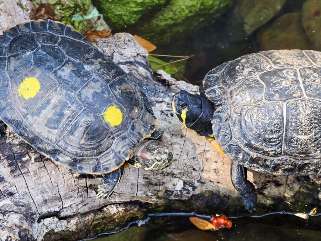 Dúas tartarugas de auga doce tomando o sol sobre un tronco, con puntos amarelos pintados na cuncha