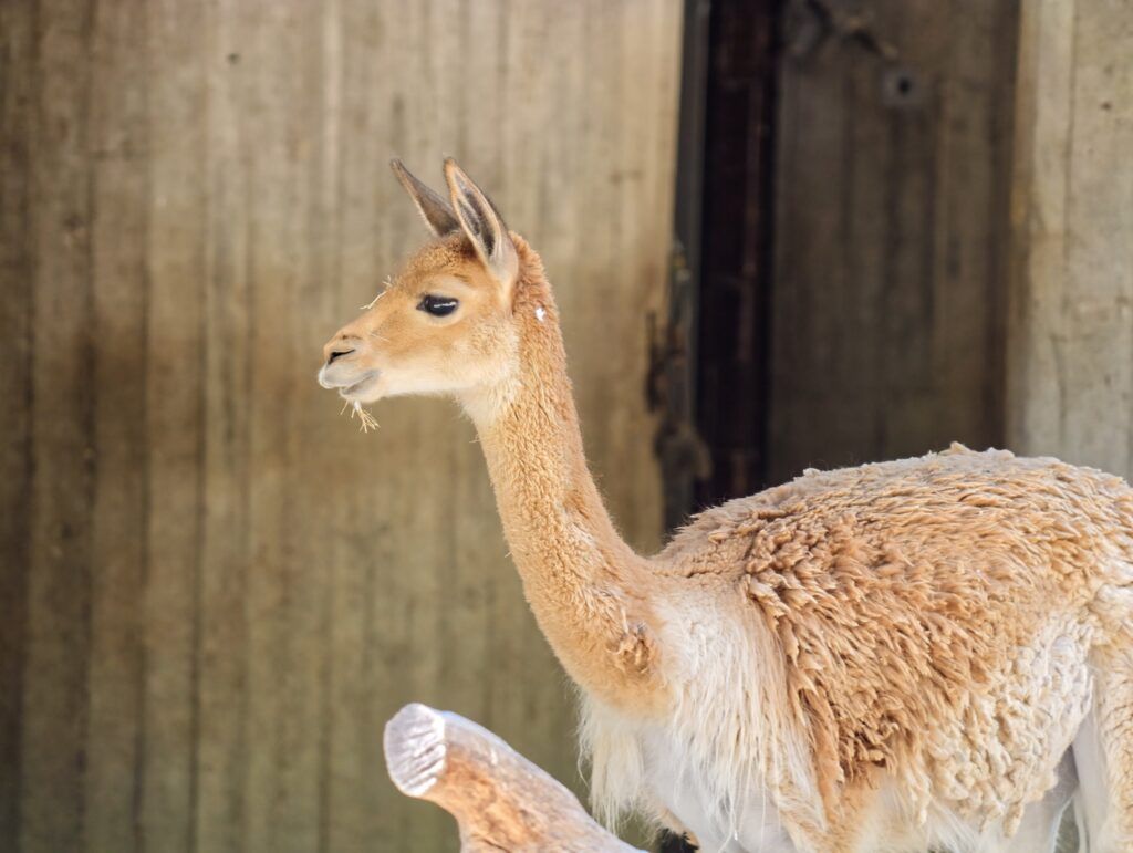 Vicuña de peiteira branca e la canela xunto a unha parede de madeira