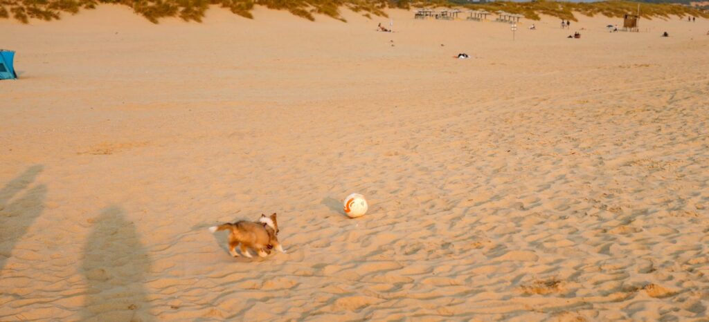 Cachorra sheltie correndo tras unha pelota branca e laranxa sobre a area dourada da Praia da Rainha