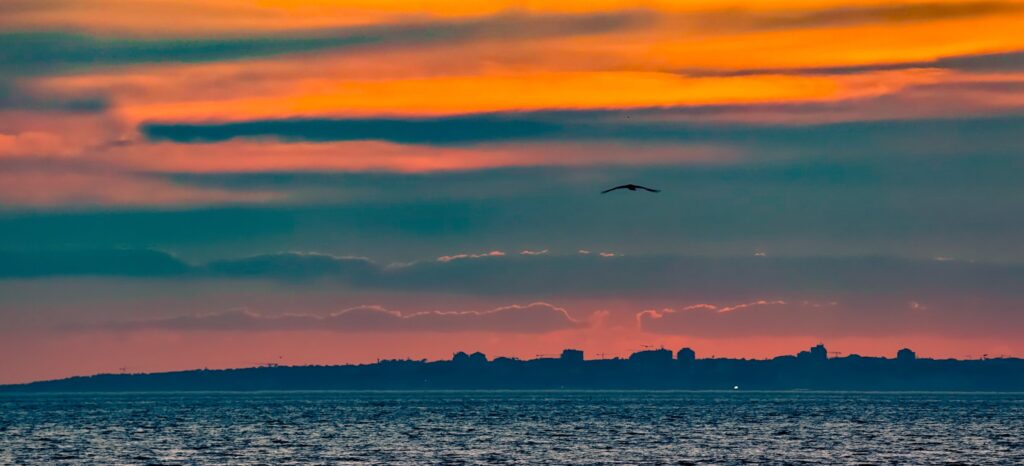 Gaviota volando sobre un cielo de atardecer naranja y verde azulado, con una costa de edificios al fondo